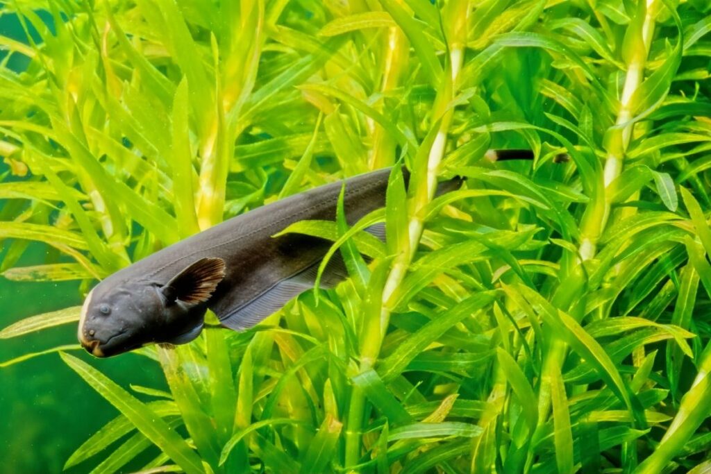 Black Ghost Knifefish Care 2