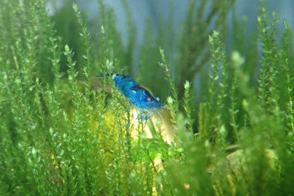Blue Pearl Shrimp 2