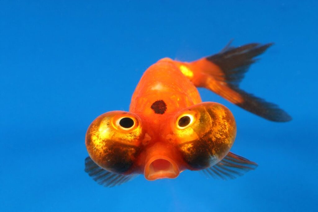 Celestial eye goldfish Pet people blog