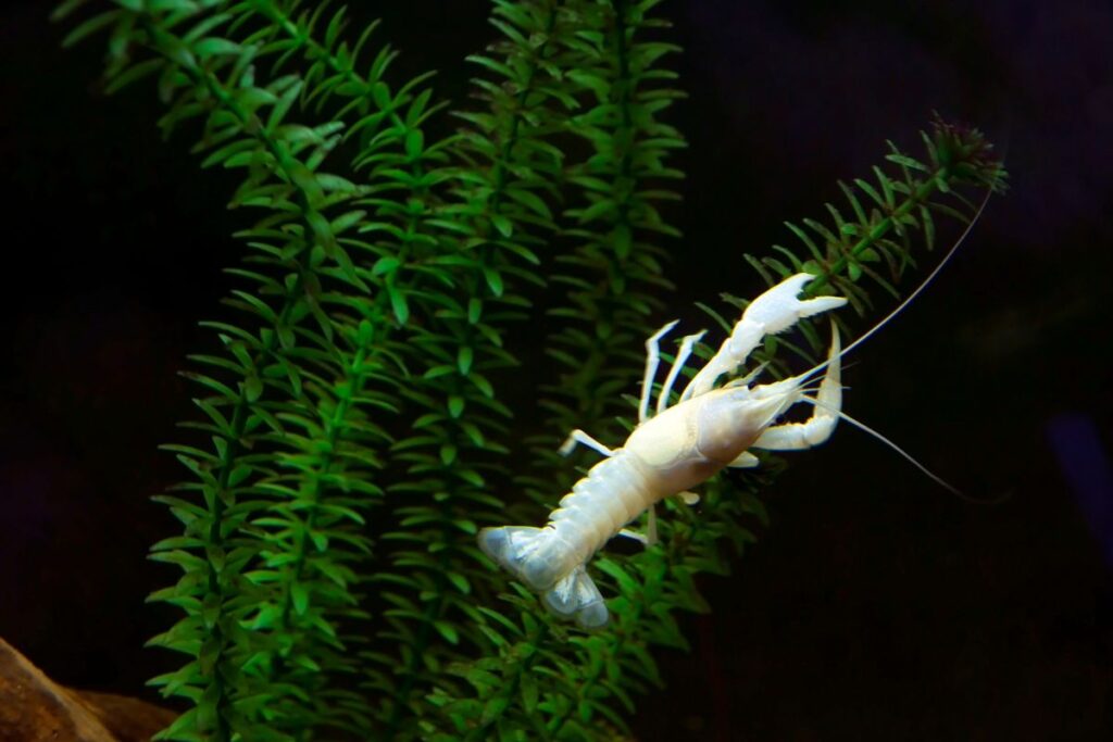 Dwarf Crayfish Pet people blog 2