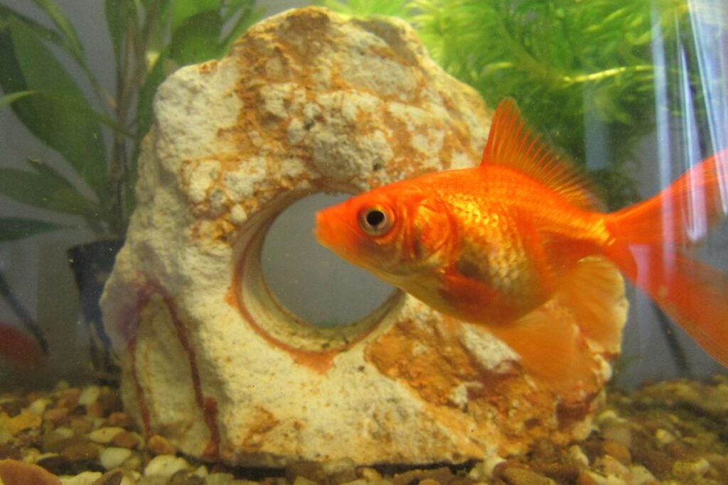 Fantail Goldfish Pet people blog 2