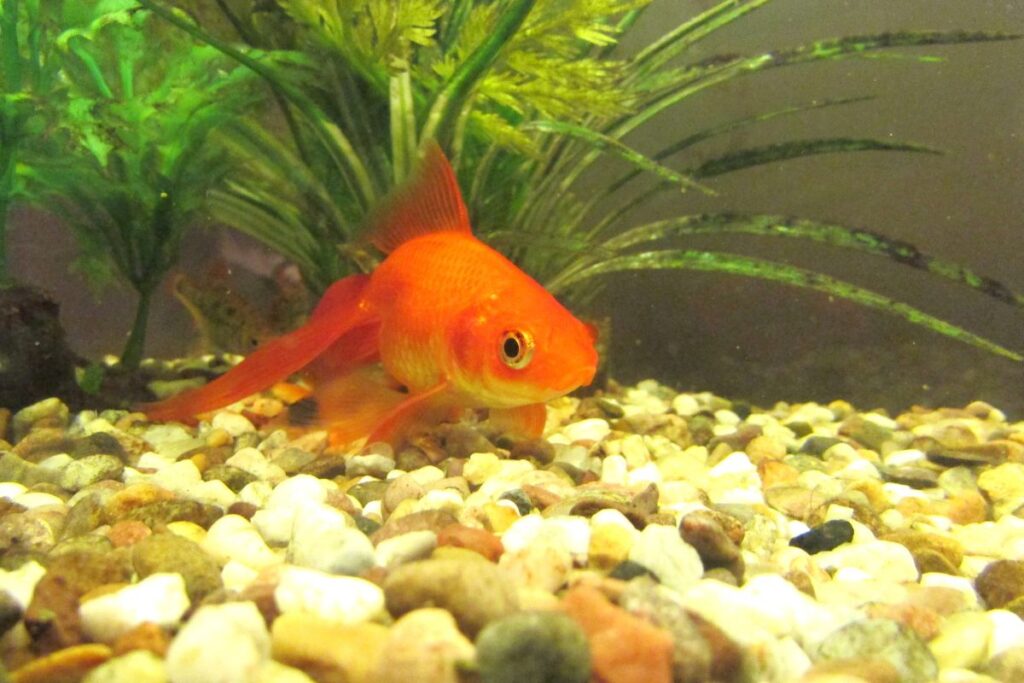 Fantail Goldfish Pet people blog 3