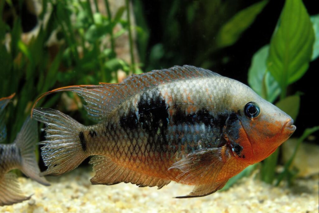 Firemouth Cichlid Care Pet people blog 4
