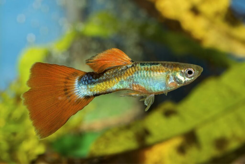 Guppy Fish Care Guide pet people blog 2