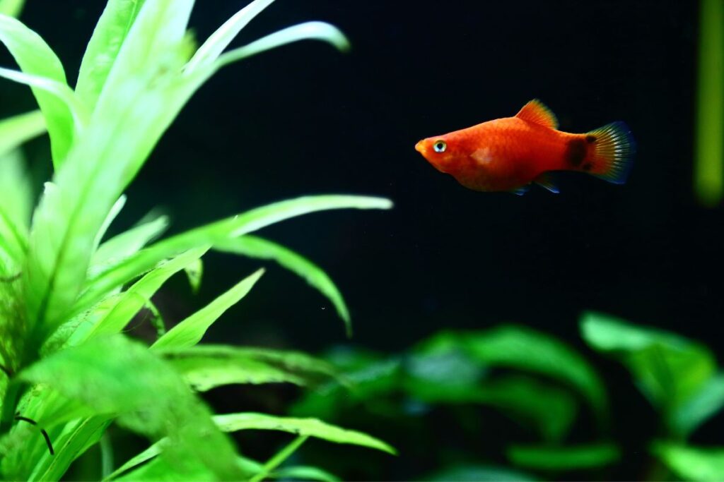 Platy Fish Care Guide Pet People Blog 3