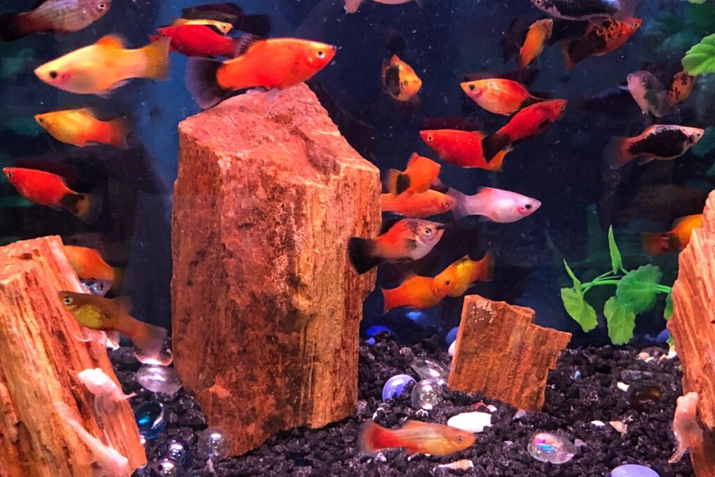 Platy Fish Care Guide Pet People Blog 4