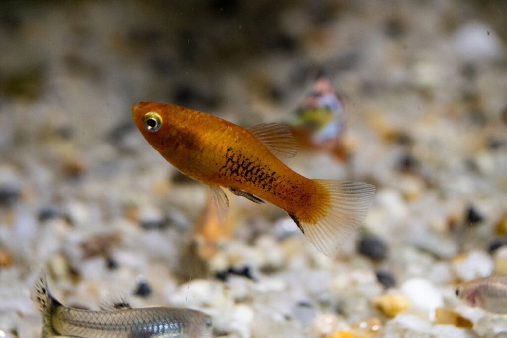 Platy Fish Care Guide Pet People Blog 7