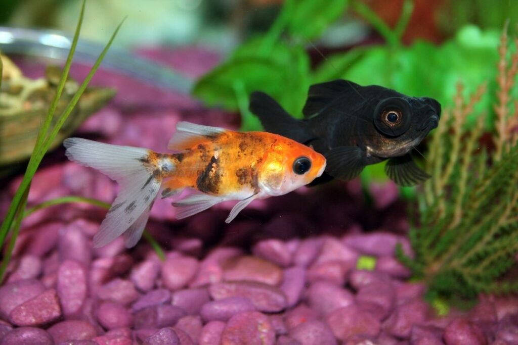 black moor goldfish 3