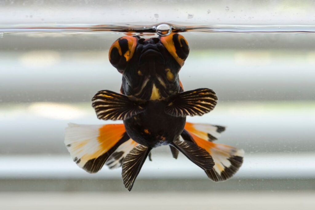 butterfly goldfish Pet people blog