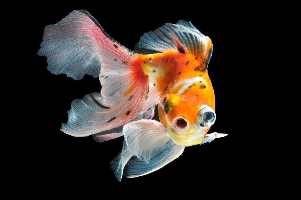 butterfly goldfish Pet people blog 2