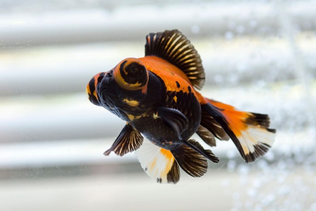 butterfly goldfish Pet people blog 4