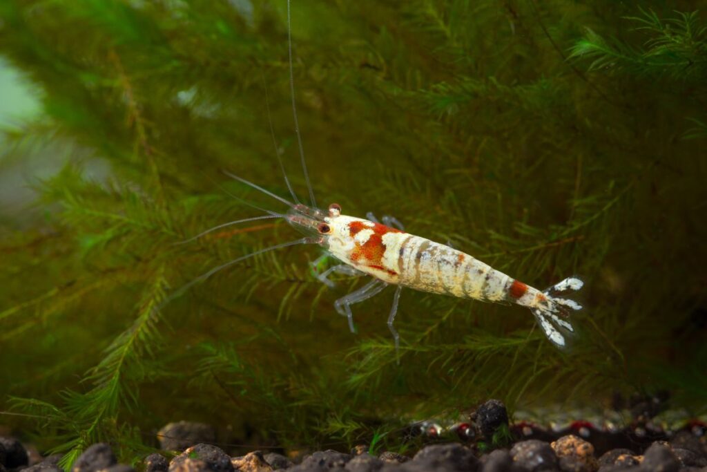 crystal red shrimp Pet people blog 3