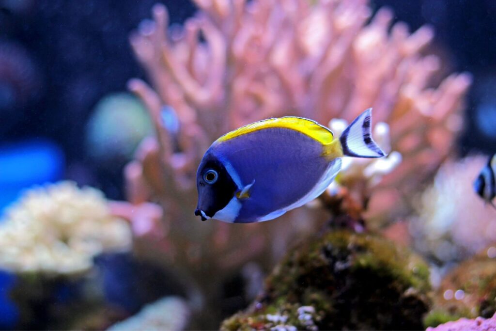 Blue Tang Care 2