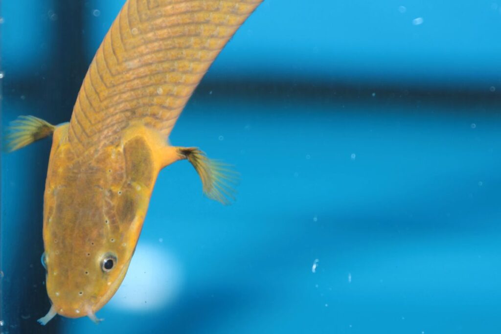 Erpetoichthys calabaricus rope fish