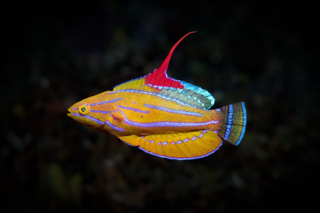 Flasher Wrasse Fish Care