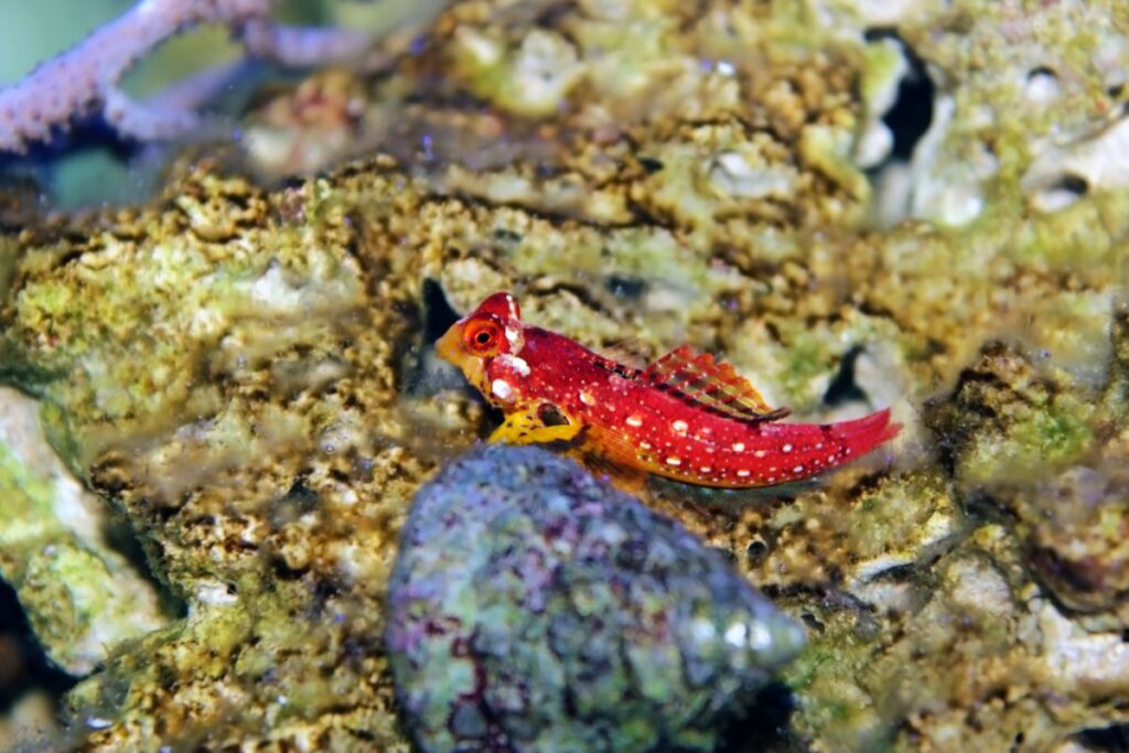 Red Scooter Blenny 2